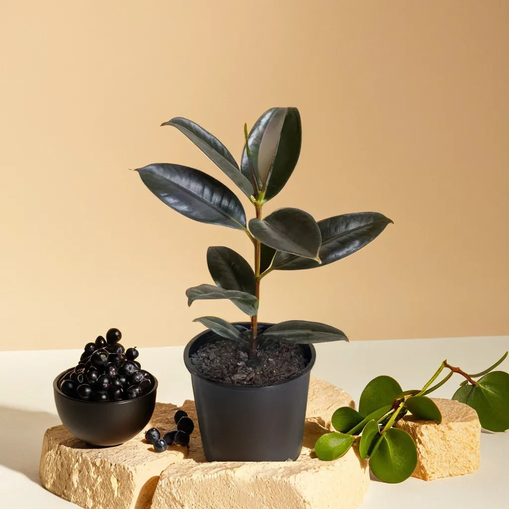 Ficus Elastica Rubber Black Net Pot