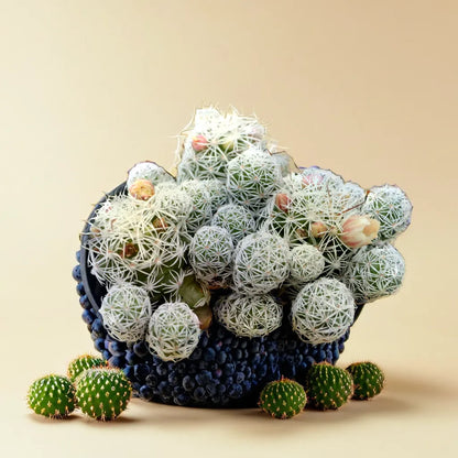 Mammillaria gracilis fragilis (Thimble Cactus)  (Bare Rooted)