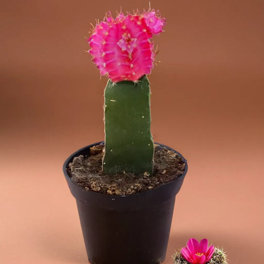 Pink Moon cactus