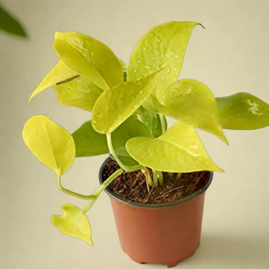 Golden Money Plant (Epipremnum aureum)