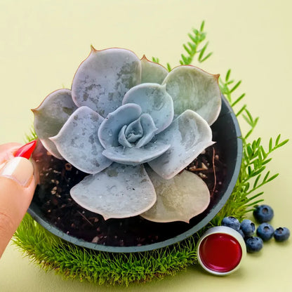 Echeveria Lilacina (Bare Rooted)