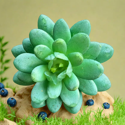 Artificial Succulent Plant