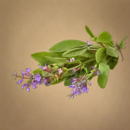 SAGE ( TEZ PATTA ) HYBRID SEEDS (15 seeds)