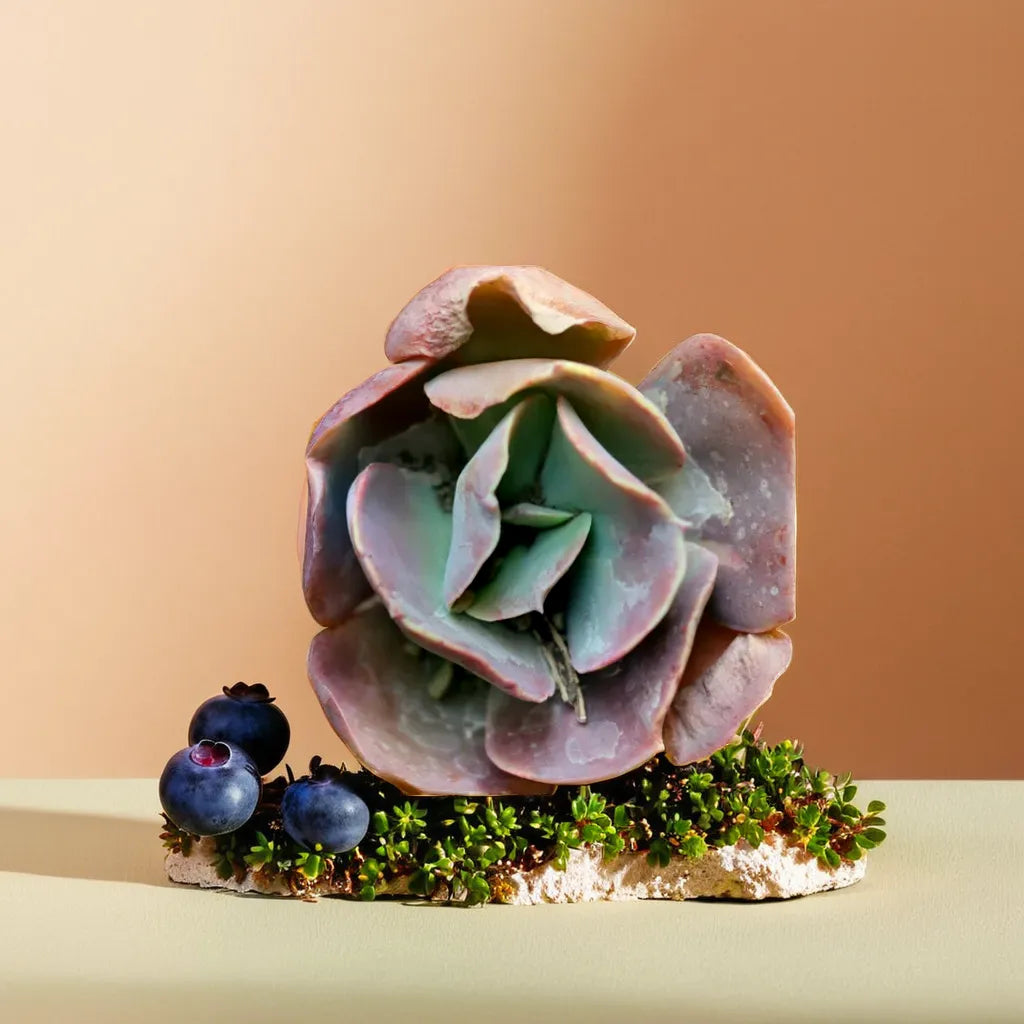Echeveria 8