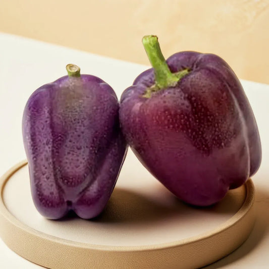 CAPSICUM (PURPLE) HYBRID SEEDS (20 seeds)