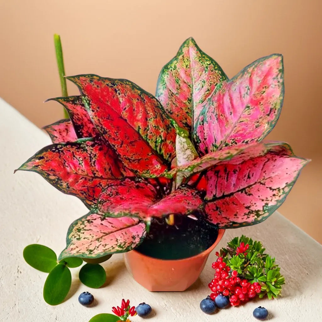 Aglaonema Red Anjamani Netpot