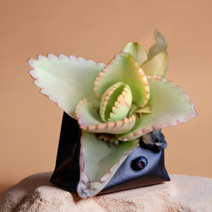 Kalanchoe Laetivirens Mother of thousands Succulent Plant