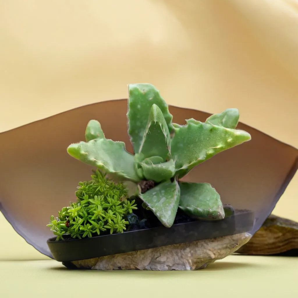 Faucaria tigrina (BARE ROOTED)