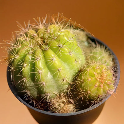 Cactus 5