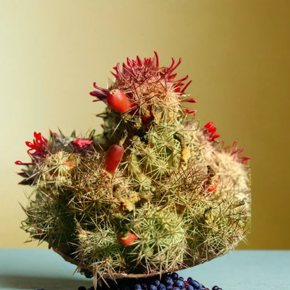 Cactus 1