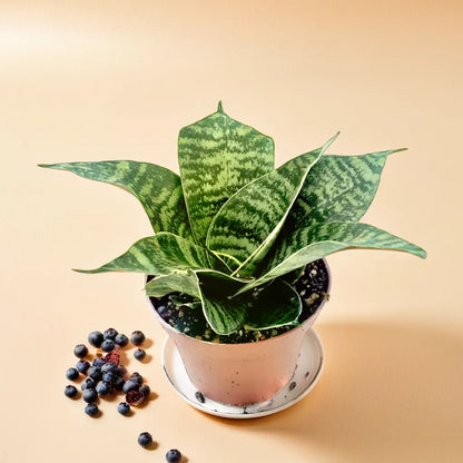 SANSEVERIA HANII DWARF (SNAKE PLANT) Bare Rooted