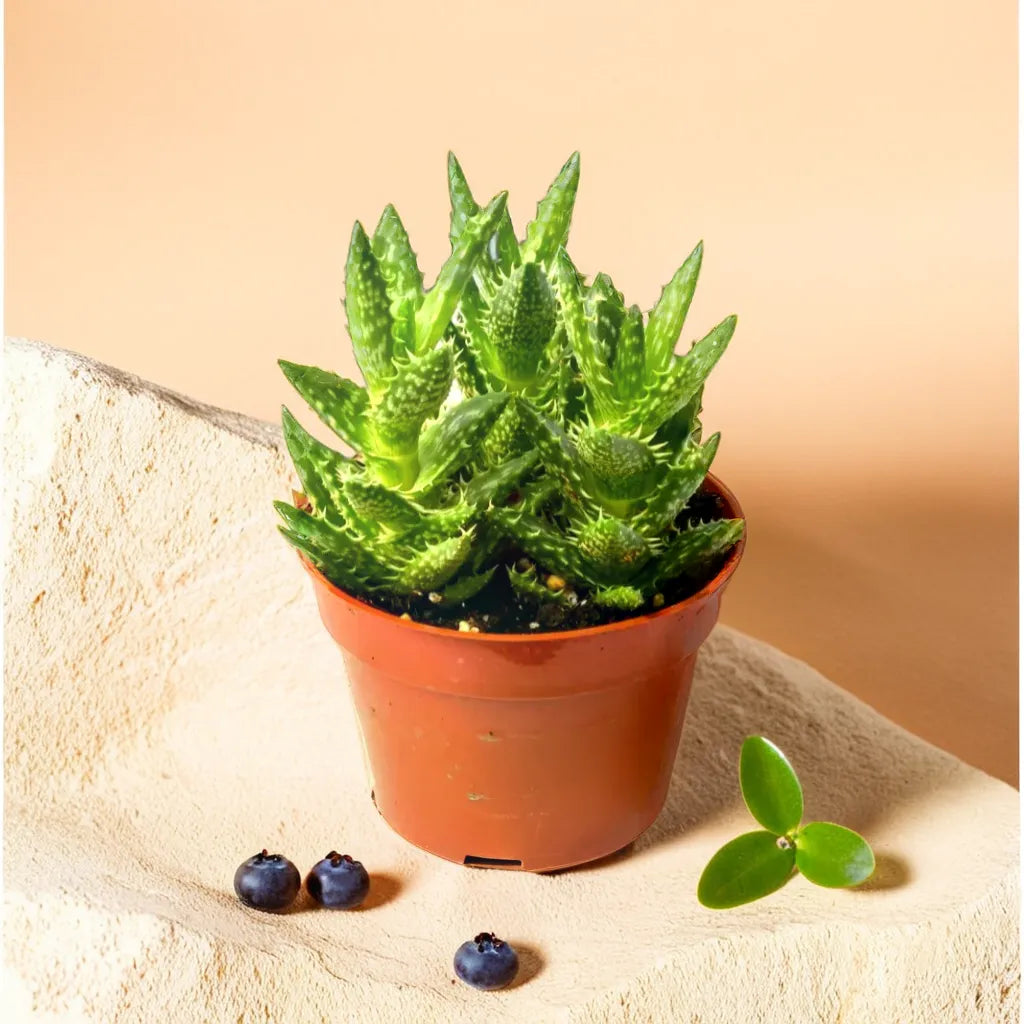 Juvenna Tiger tooth aloe