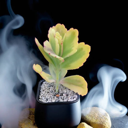 Kalanchoe Fetchschonki Variegata
