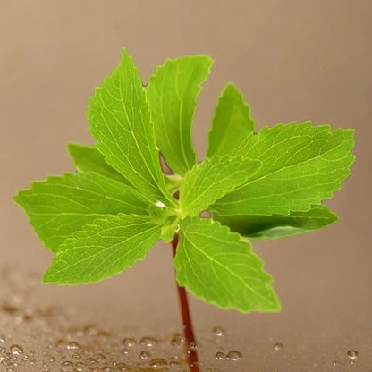 STEVIA HYBRID SEEDS (50 seeds)