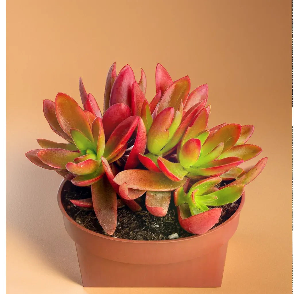 campfire succulent Buy Red Campfire Plant Online
