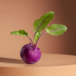 KNOL KNOL PURPLE HYBRID SEEDS (100 seeds)