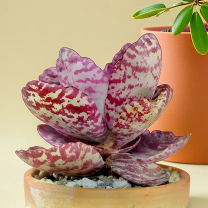 KALANCHOE HUMILIS (BARE ROOTED)