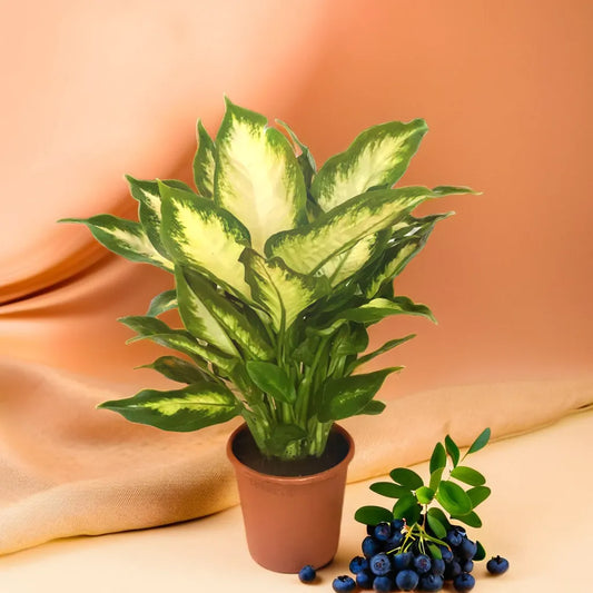 Dieffenbachia Camille Netpot