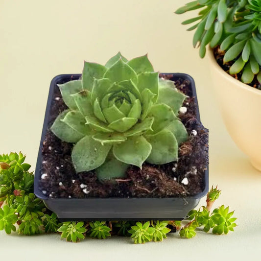 Beautiful Laxmi Kamal (Sempervivum tectorum) succulent in a black pot, showcasing its lush green rosette-shaped leaves. Perfect as an indoor plant, this low-maintenance succulent adds charm and elegance to any space. Explore more succulents and indoor plants like this at Plant Orbit.