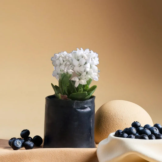 Kalanchoe White ( Bare Rooted)