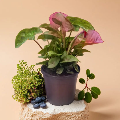 Syngonium Bronze