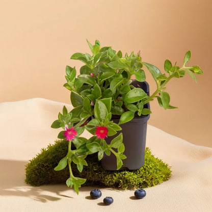 Baby Sunrose (Bare Rooted)