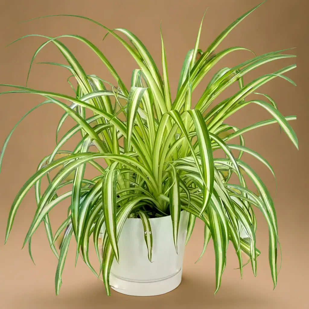 SPIDER PLANT AIR PURIFIER (BARE ROOTED)