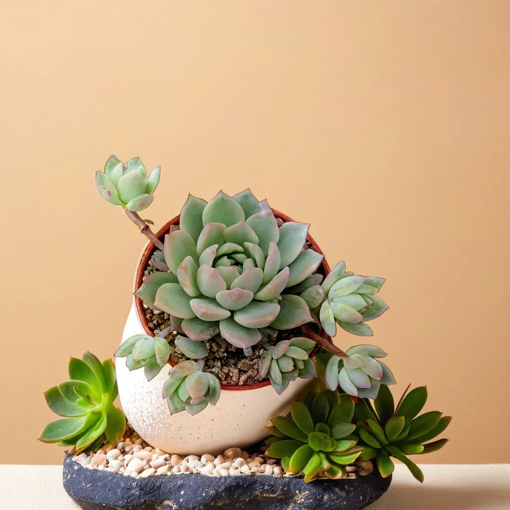 Echeveria 5