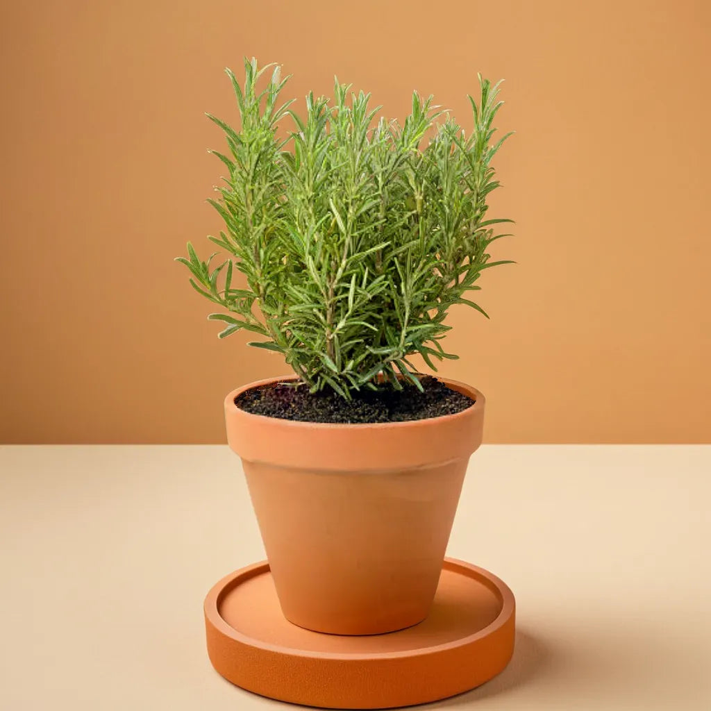 Rosemary Plant ( 3 Inches )