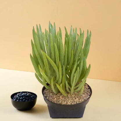 Sencio vitalis (Bare Rooted)