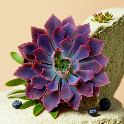 Echeveria Neon Brakers (Bare Rooted)