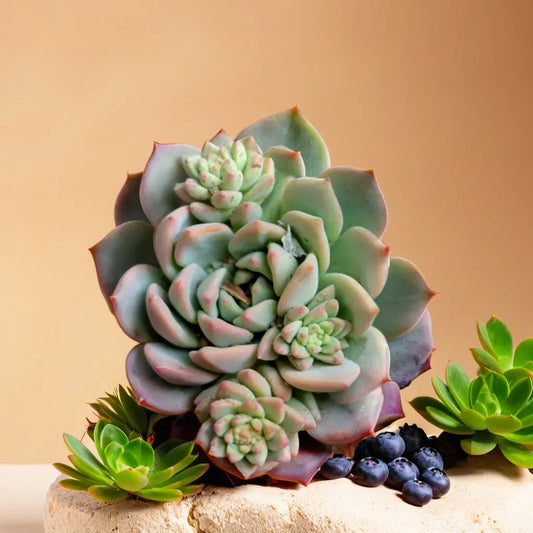 Echeveria  7