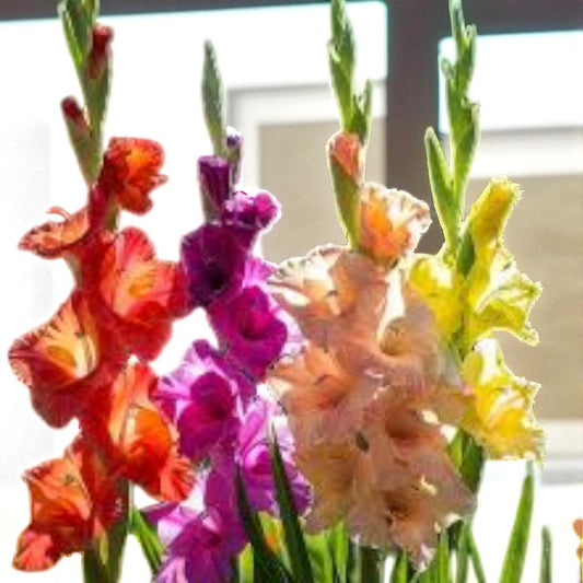 Gladious Lourie Bulbs