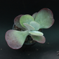 FLAPJACK KALANCHOE (BARE ROOTED)