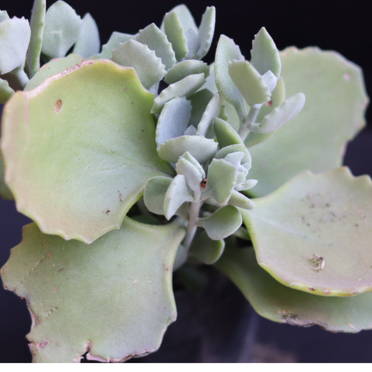 kalanchoe 1