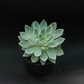 Echeveria Pansy (Bare Rooted)