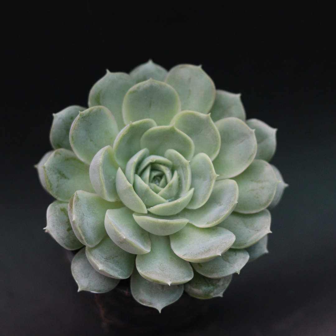 ECHEVERIA ON SLOW (BARE ROOTED)