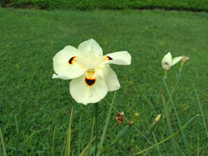 Iris Butterfly Flower