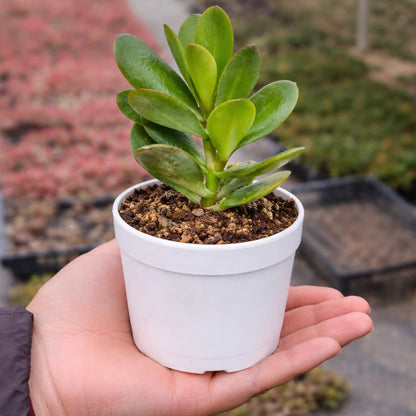 Crassula Jade plant (Kubber plant)