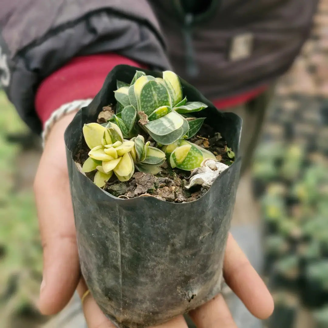 Gastaria "Little Warty"