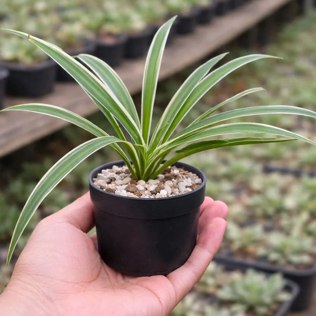 SPIDER PLANT AIR PURIFIER (BARE ROOTED)