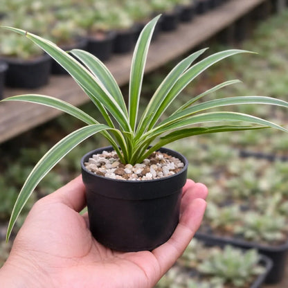 SPIDER PLANT AIR PURIFIER (BARE ROOTED)