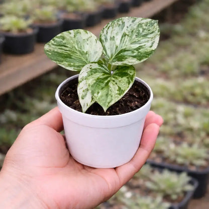 Marble Queen Pothos Plant