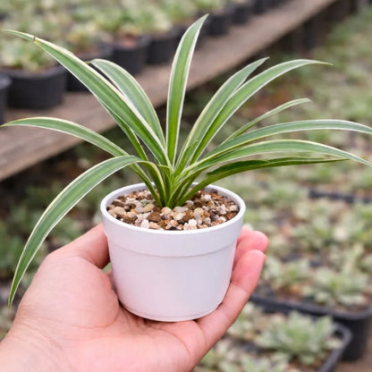 SPIDER PLANT AIR PURIFIER (BARE ROOTED)