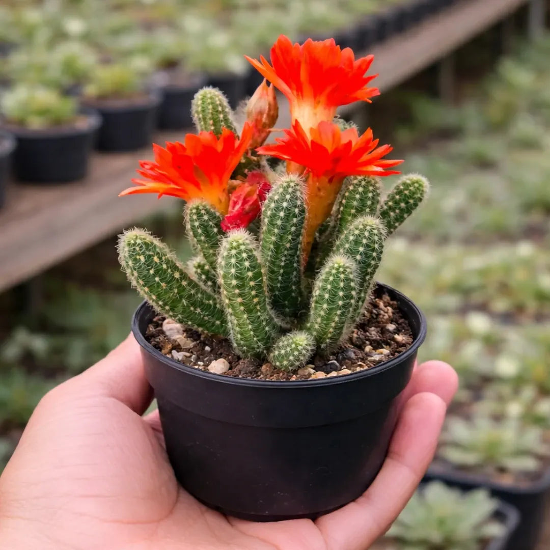 Echinopsis Chamaecereus - Peanut Cactus