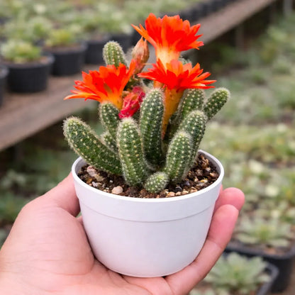 Echinopsis Chamaecereus - Peanut Cactus