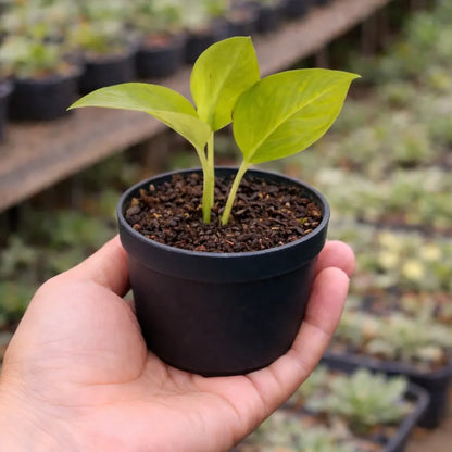 Golden Money Plant (Epipremnum aureum)