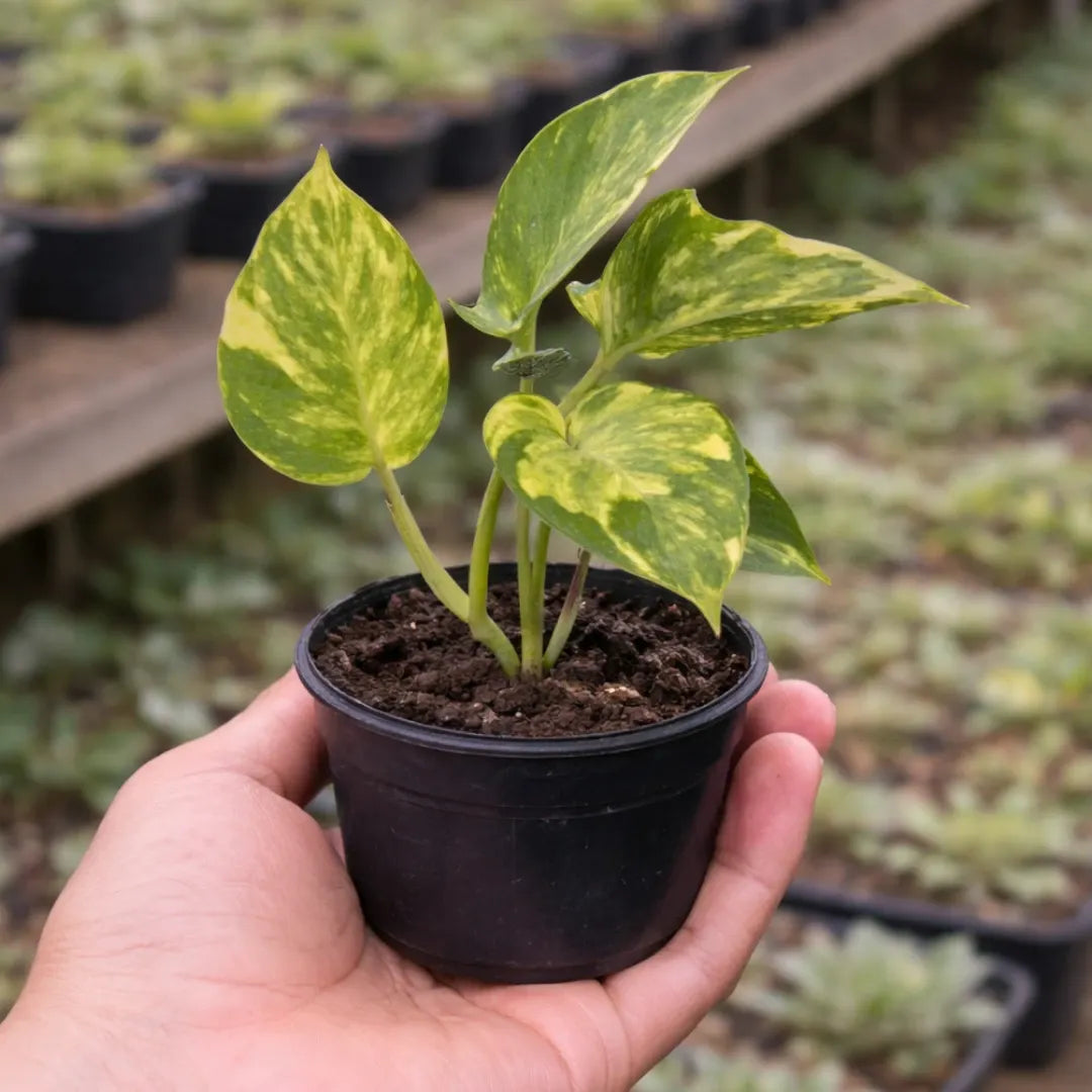 Green Money Plant