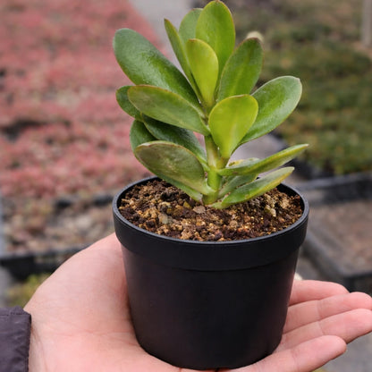 Crassula Jade plant (Kubber plant)