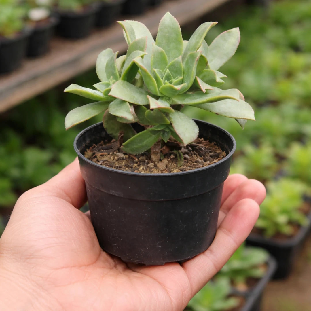 Aeonium Haworthii (Bare rooted)